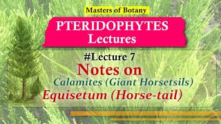 Lecture 7  Calamites and Equisetum Horse tails Life Cycle  Pteridophyta Lecture Notes [upl. by Nixon822]