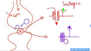 Synapse physiology [upl. by Lissi]