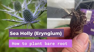 How to plant Sea Holly Eryngium from bare root [upl. by Richman]