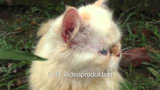 Perserkatze von Costa Rica  Panasonic HCV757 50Mbits [upl. by Keelby472]