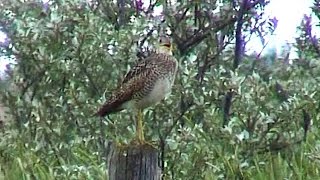 Calls of the Upland Sandpiper [upl. by Goldia]