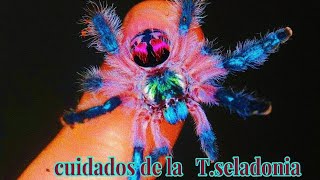 cuidados ficha tecnica de la tarantula joya brasileña T seladoniaTyphochlaena seladonia [upl. by Tioneb]