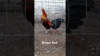 Brown Red mel sims pie de cria en Granja las Estacas [upl. by Ragnar]