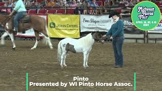 Watch the adorable Pinto horses at Midwest Horse Fair [upl. by Itaws]