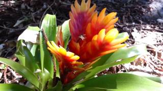 Bromeliad  Vriesea splendens  Flaming Sword  Top 10 Bromeliads HD 21 [upl. by Hovey]