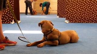 Reactive Dog Course [upl. by Sebastien991]