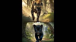 Hyena Kills Lion Cubs Lion Tiger and Black Panthers Revenge  Epic Wildlife Battlequot [upl. by Chabot161]