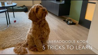 Five easy tricks to teach your puppy  Dog Training [upl. by Rebme]