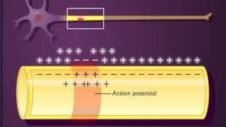 Action potential propagation in an unmyelinated axon [upl. by Meggy]