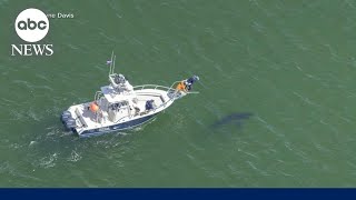 Four injured in Texas shark attacks [upl. by Orms]