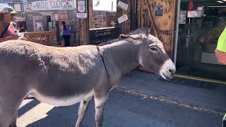 Explore Oatman Arizona  Donkeys Everywhere [upl. by Perusse877]