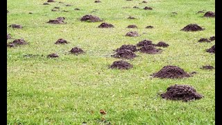 Cómo eliminar topos del jardín  Bricomania [upl. by Rodriguez93]