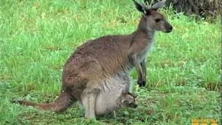 Kangaroo Kids Joeys at Brookfield Zoo [upl. by Brand]