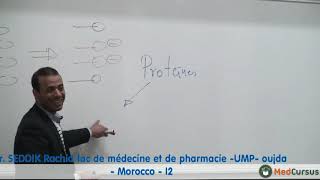 Lhémostase primaire  Partie 2  Pr SEDDIK Rachid fac de médecine oujda Morocco [upl. by Tat]