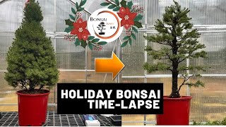 Alberta Spruce Styling TimeLapse Holiday Edition  The Bonsai Supply [upl. by Adelle361]