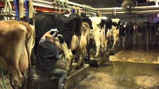 Milking time at Mosnang Holsteins [upl. by Godred678]