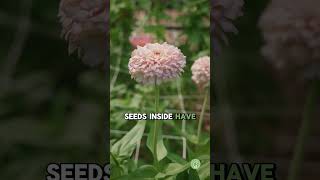 How to Save ZINNIA Seeds Easy Seed Saving Guide [upl. by Gorlin]