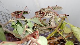 Кузнечики седакова Gampsocleis sedakovii Sedakovs bush cricket [upl. by Euphemie]