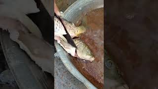 fish cutting video youtubeshorts viralvideo fishing [upl. by Nevaj]