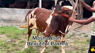 Sahara Agro 2025 Collection  Paglami of Magnificent Pakhra Bull  MashaAllah  Goru Spotter BD [upl. by Adniram250]