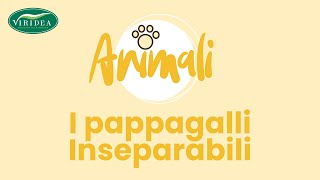 VOLATILI GLI INSEPARABILI [upl. by Sybilla]