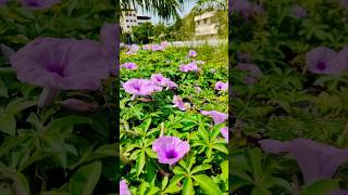 Techno park campus tvm thiruvananthapuram technopark nature flowers [upl. by Anilat]