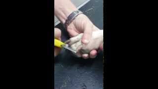 How to trim dogs nails [upl. by Caasi607]