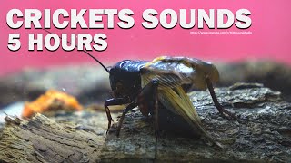 Cricket Chirping Sounds  HQ Audio  Gryllus Stridulation [upl. by Hauge]