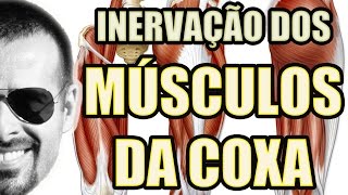 Vídeo Aula 123  Anatomia Humana  Sistema Nervoso Inervação dos Músculos da Coxa [upl. by Lamok543]