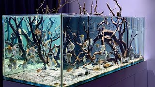 My big freshwater Angelfish 🐠 tank setup  Underwater 🫧 look of my aquarium  Full HD [upl. by Juliano]