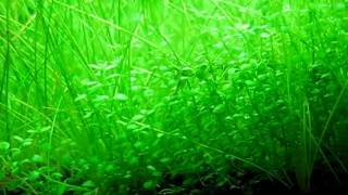 Hemianthus callitrichoides Cuba and dwarf hairgrass in my shrimp tank [upl. by Enyamrahs]