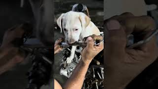 🐶 ¡El Mecánico Más Tierno Este Perrito Ayuda a Su Dueño con Mucho Estilo 🔧 [upl. by Yreffoeg881]