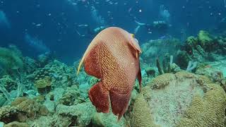 Diving in Bonaire [upl. by Silvestro]