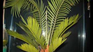 Cycas revoluta [upl. by Ihel]