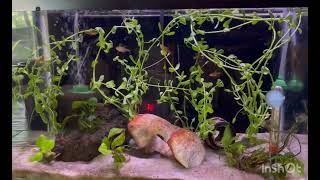 Ember tetras got moneywort [upl. by Pegasus]