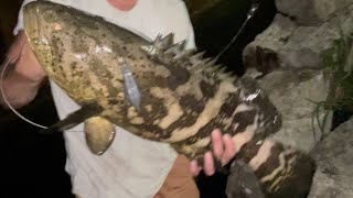 This Goliath Grouper ate a Whole Mangrove Snapper Under a Barge Shot On Phone [upl. by Yracaz640]