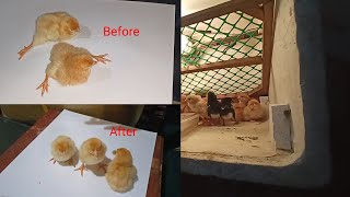 How to Fix or Treatment for Split leg  Splayed leg of baby chicks [upl. by Anselmo928]