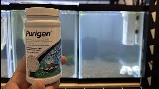 Using Seachem Purigen to clear up a cloudy tank [upl. by Nonek358]