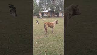 OMG Big King Cobra Attack Dog 🐕 😳 😫😱😭shorts video [upl. by Leasa]