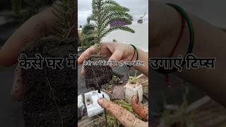 How to Grow Christmas tree Plant at home  christmastree plants gardningtips yshorts [upl. by Ahsilra]