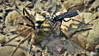 WILD BOLIVIA  Pepsis wasp and wandering spider [upl. by Daisy]