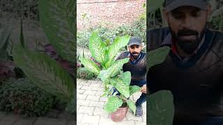 Dieffenbachia Plant care and benefits cutting winter dieffenbachia plant care colourful its [upl. by Revolc841]