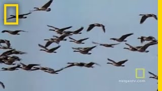 Geese Fly Together  National Geographic [upl. by Asselam]