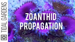 Zoanthid and Palythoa Coral Propagation [upl. by Rayshell]