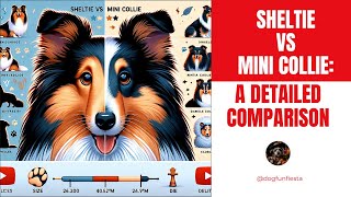 Sheltie vs Mini Collie A Detailed Comparison [upl. by Kravits]