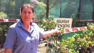 Shop Tour Daleys Fruit Tree Nursery Kyogle NSW Australia DaleysFruitcomau [upl. by Thorner]