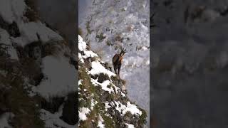 When you have a super Cameraman chamois wildlife wildanimals [upl. by Ermentrude348]