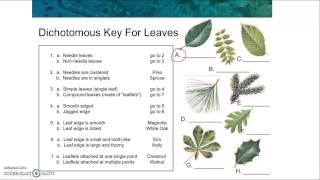 Making a dichotomous key [upl. by Roderigo]