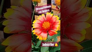 Chrysanthemum flower hi flowers terracegardening plants terracegardeningforbeginners [upl. by Ecidna]