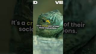 Anoles  ClintsReptiles youtubeshorts facts viralvideo BeAmazed r AnoleGarden shorts [upl. by Ennasirk491]